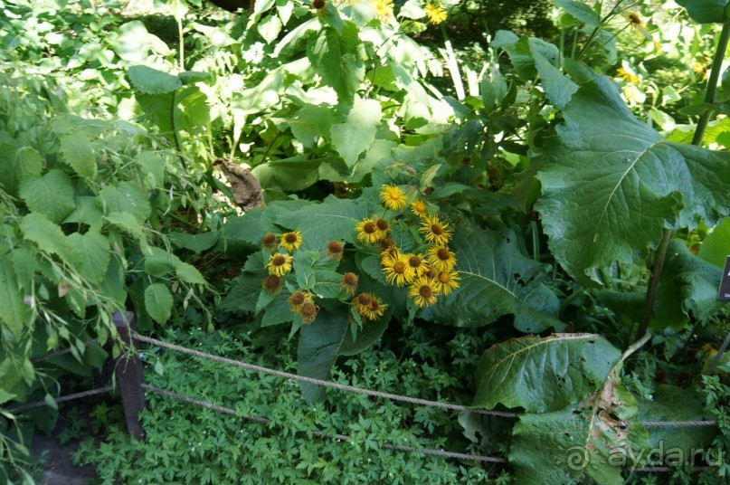 Побыть немного аптекарем