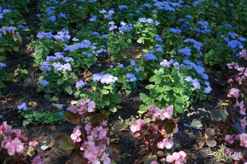 Побыть немного аптекарем