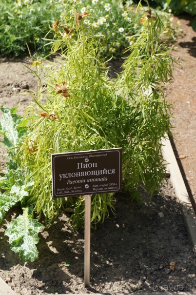 Побыть немного аптекарем