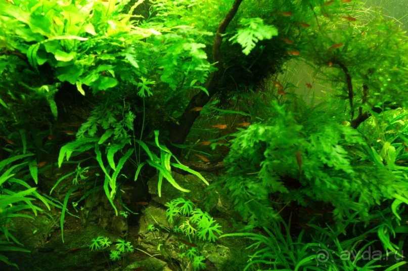 Побыть немного аптекарем