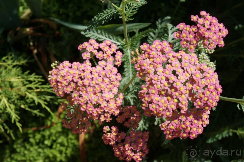 Побыть немного аптекарем