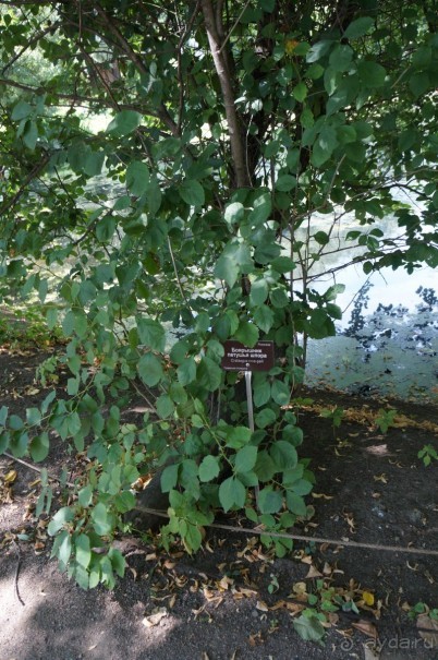 Побыть немного аптекарем