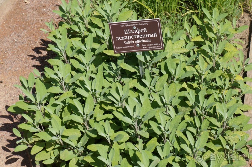 Побыть немного аптекарем