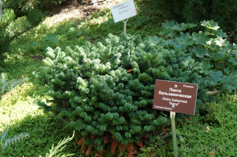 Побыть немного аптекарем