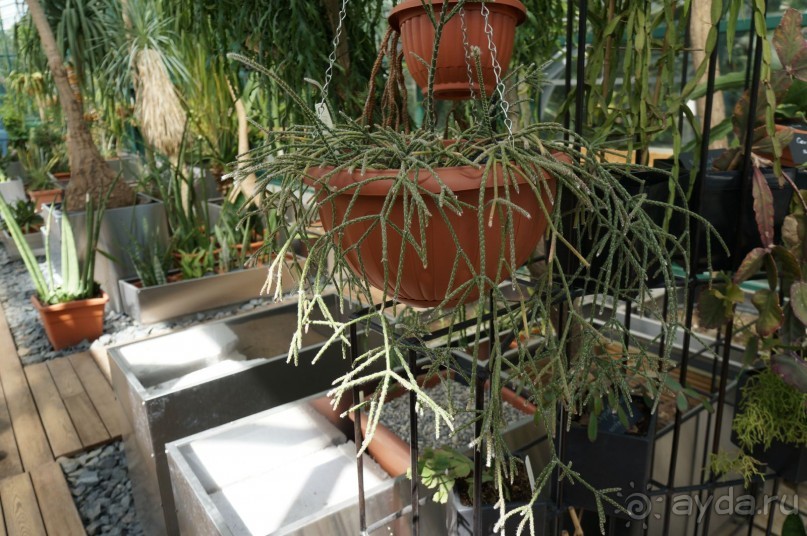 Побыть немного аптекарем