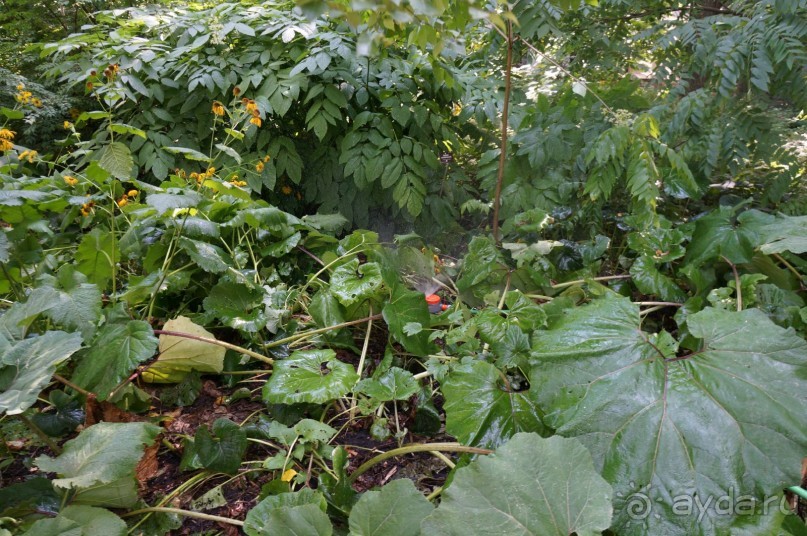 Побыть немного аптекарем