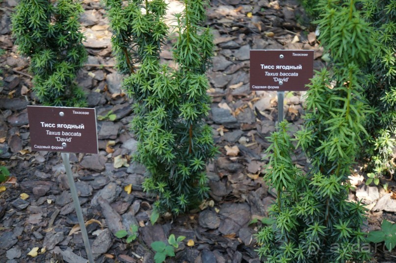 Побыть немного аптекарем