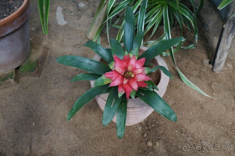 Побыть немного аптекарем