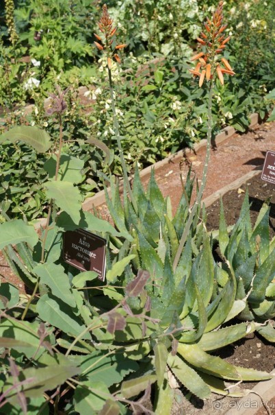 Побыть немного аптекарем