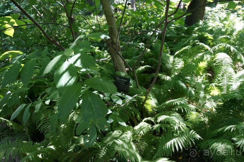 Побыть немного аптекарем