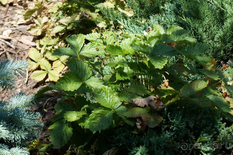 Побыть немного аптекарем