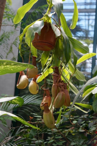 Побыть немного аптекарем