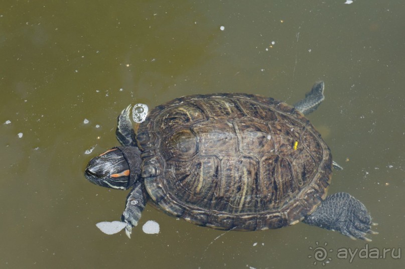 Побыть немного аптекарем
