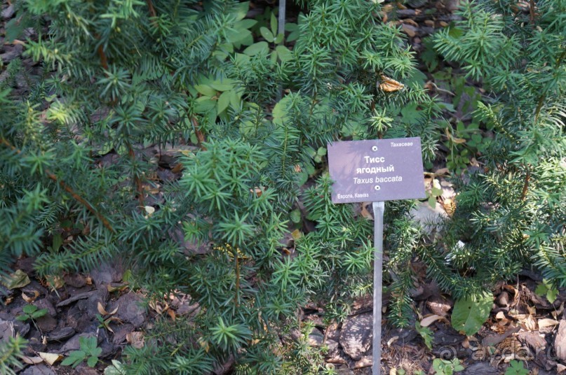 Побыть немного аптекарем