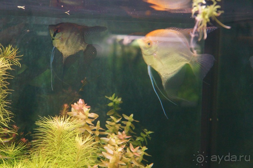 Побыть немного аптекарем