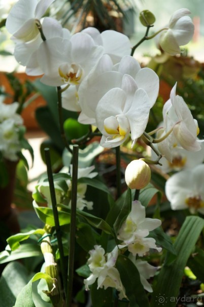 Побыть немного аптекарем