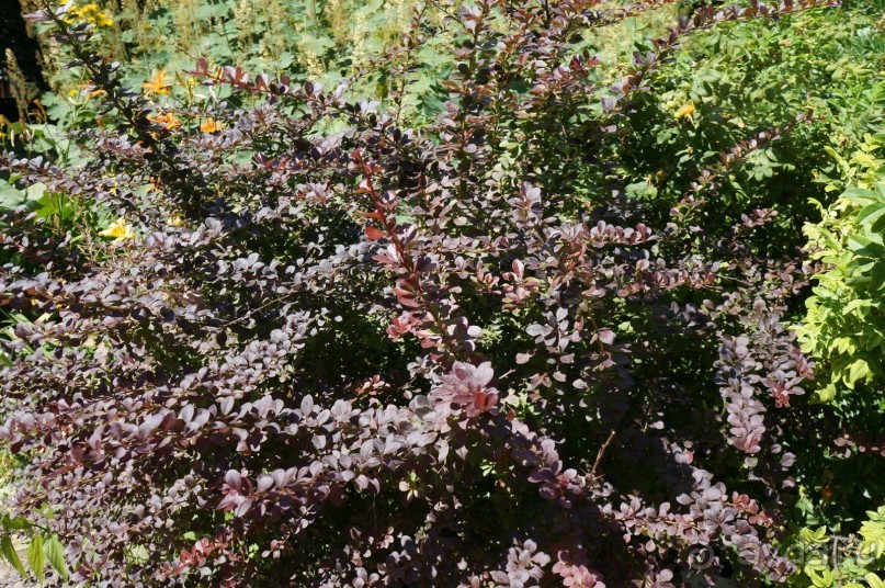 Побыть немного аптекарем