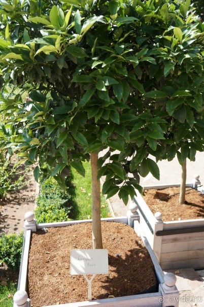 Побыть немного аптекарем