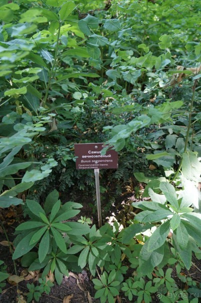 Побыть немного аптекарем