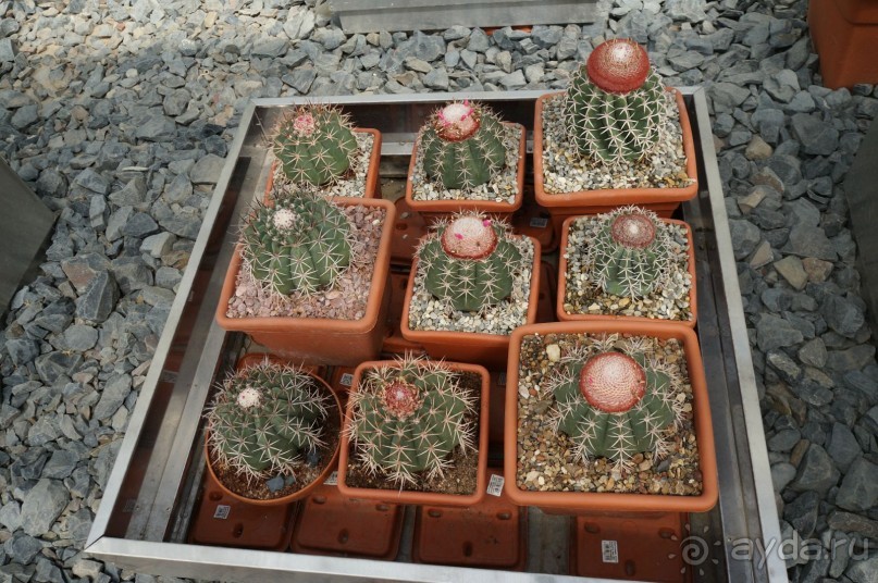 Побыть немного аптекарем