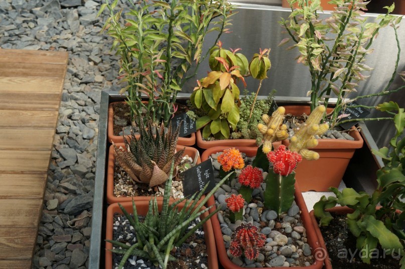 Побыть немного аптекарем