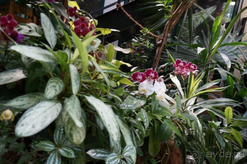 Побыть немного аптекарем