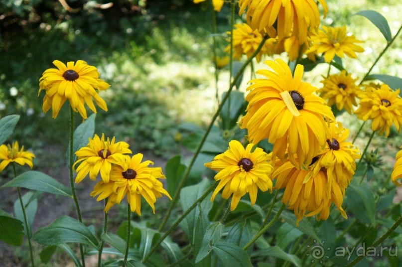 Побыть немного аптекарем