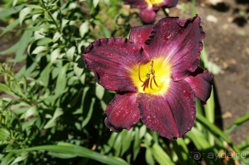 Побыть немного аптекарем