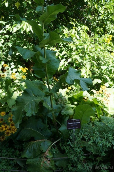 Побыть немного аптекарем