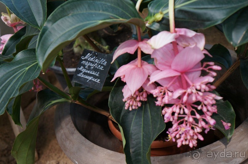 Побыть немного аптекарем