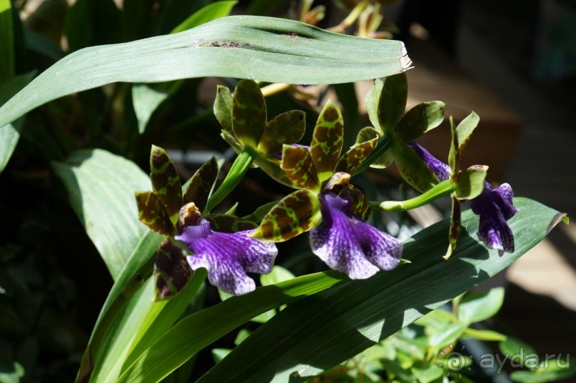 Побыть немного аптекарем