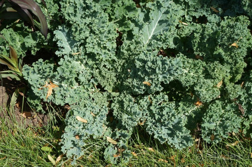 Побыть немного аптекарем