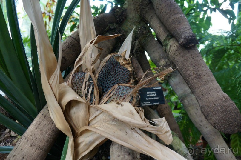 Побыть немного аптекарем