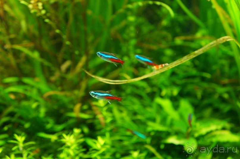 Побыть немного аптекарем