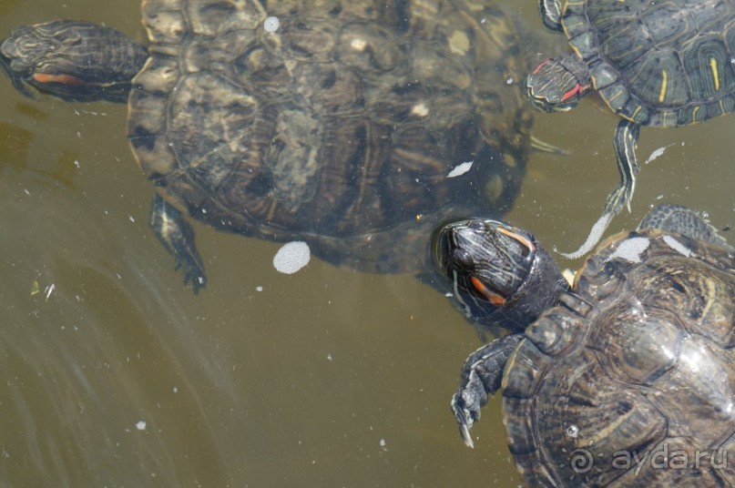 Побыть немного аптекарем