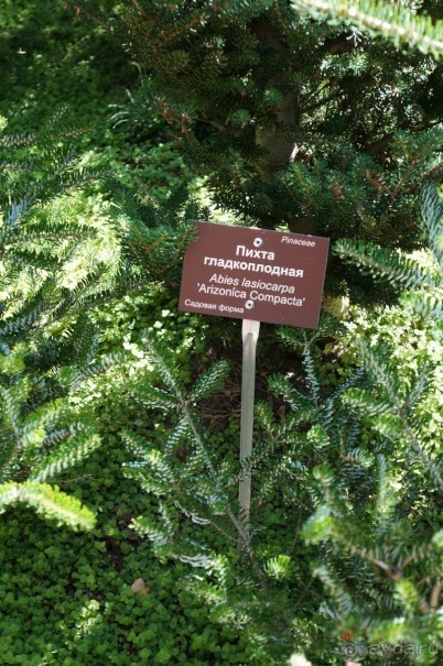 Побыть немного аптекарем