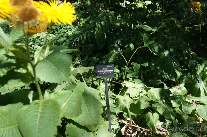 Побыть немного аптекарем