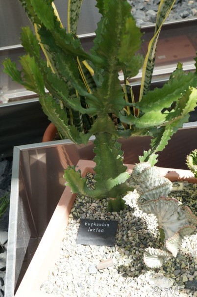 Побыть немного аптекарем