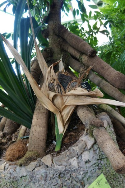 Побыть немного аптекарем