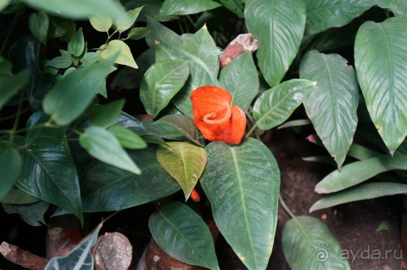 Побыть немного аптекарем