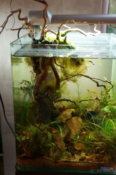 Побыть немного аптекарем