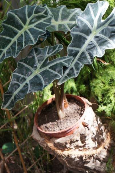 Побыть немного аптекарем