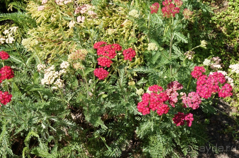 Побыть немного аптекарем