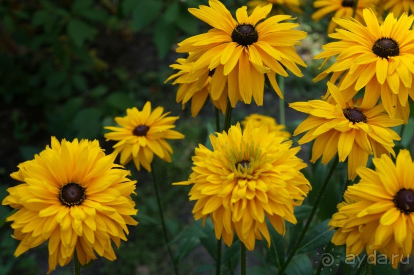 Побыть немного аптекарем