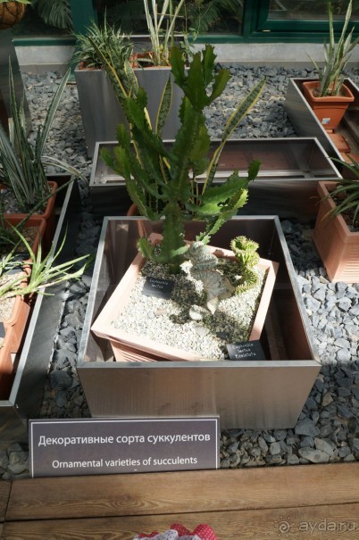 Побыть немного аптекарем