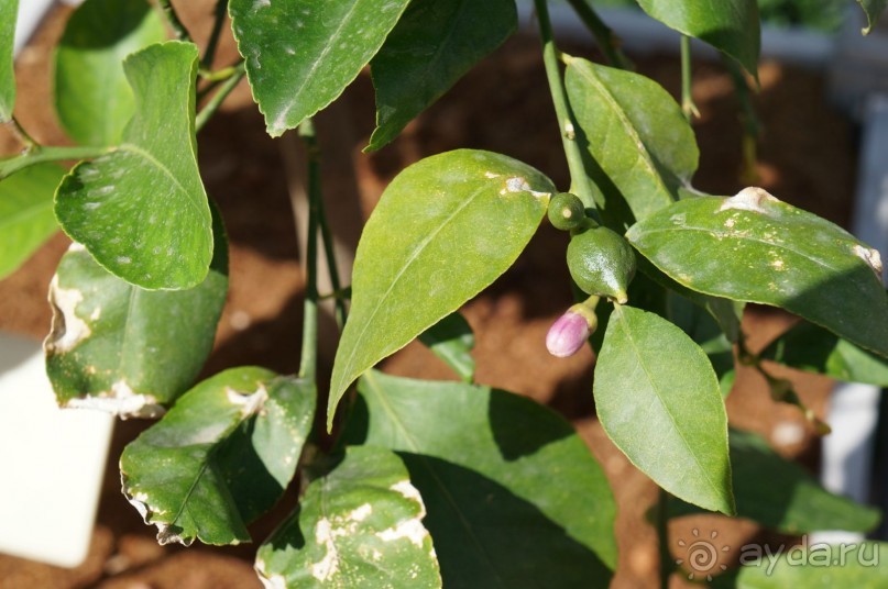 Побыть немного аптекарем