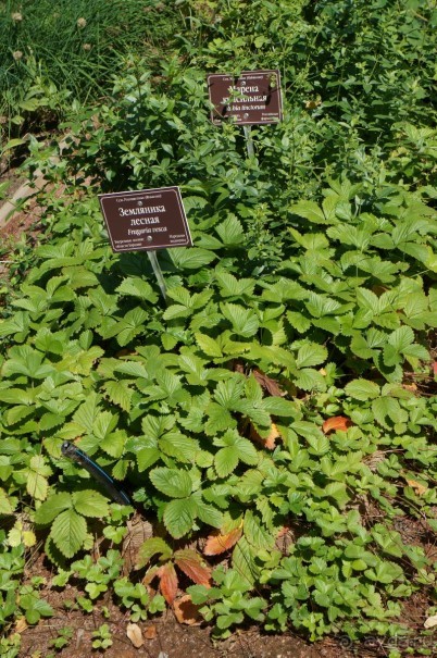 Побыть немного аптекарем