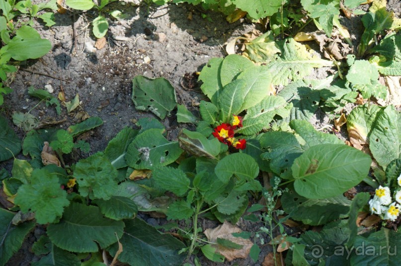 Побыть немного аптекарем