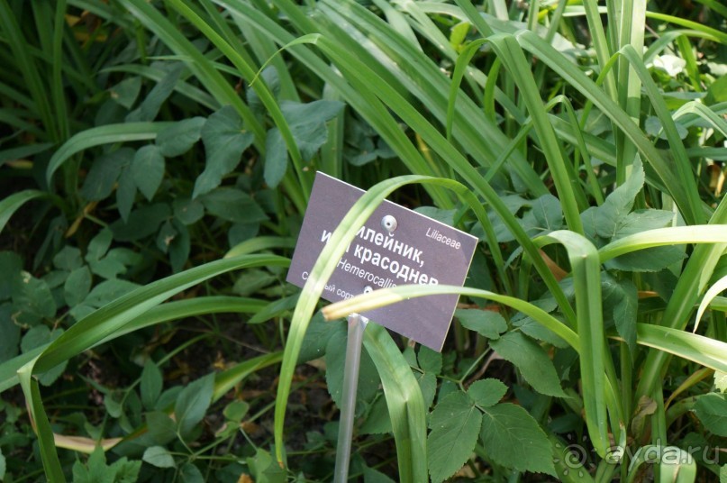 Побыть немного аптекарем