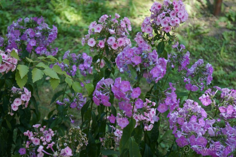 Побыть немного аптекарем